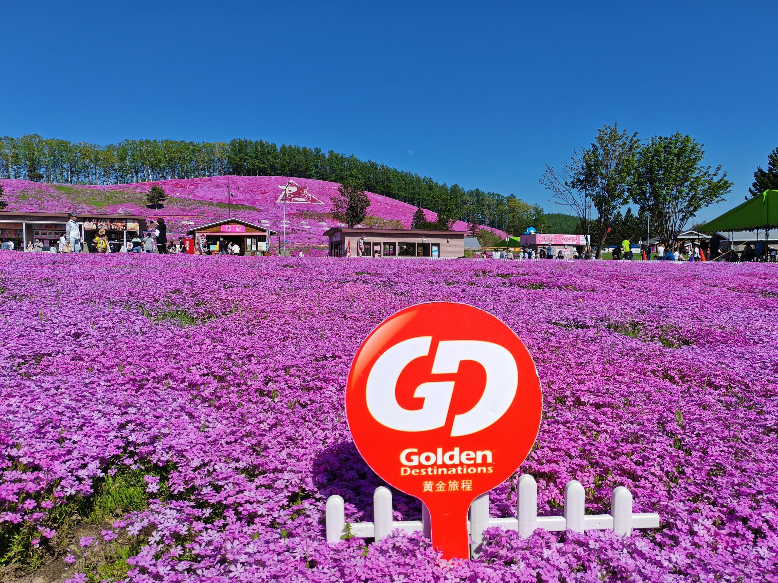 7D5N HOKKAIDO の BLOSSOM SEASON (SHIBAZAKURA / TULIP / RAPE FLOWER)