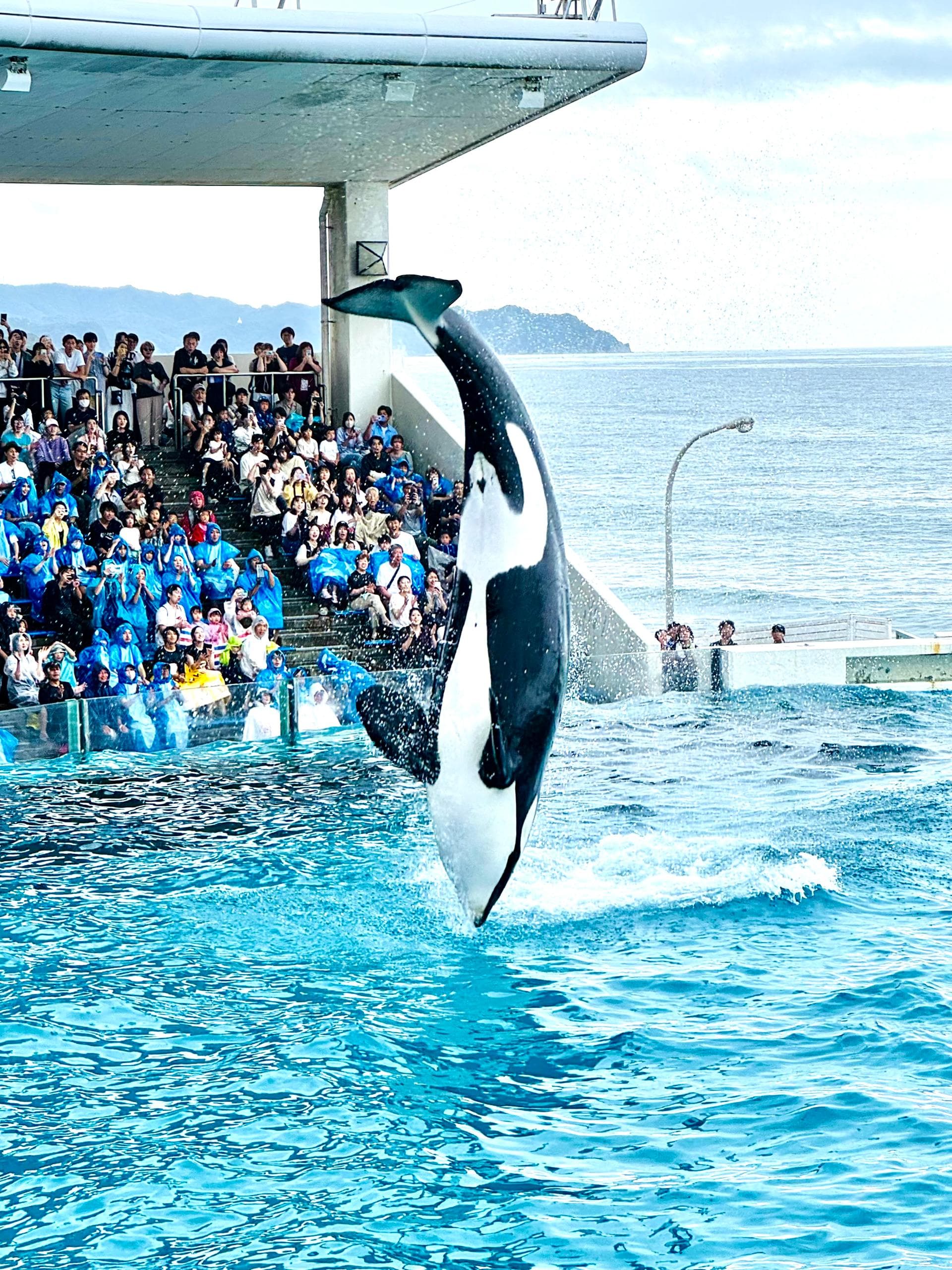 7D5N TOKYO/HAKONE/CHIBA (FUJI SHIBAZAKURA / DISNEYSEA / KAMOGAWA SEAWORLD)