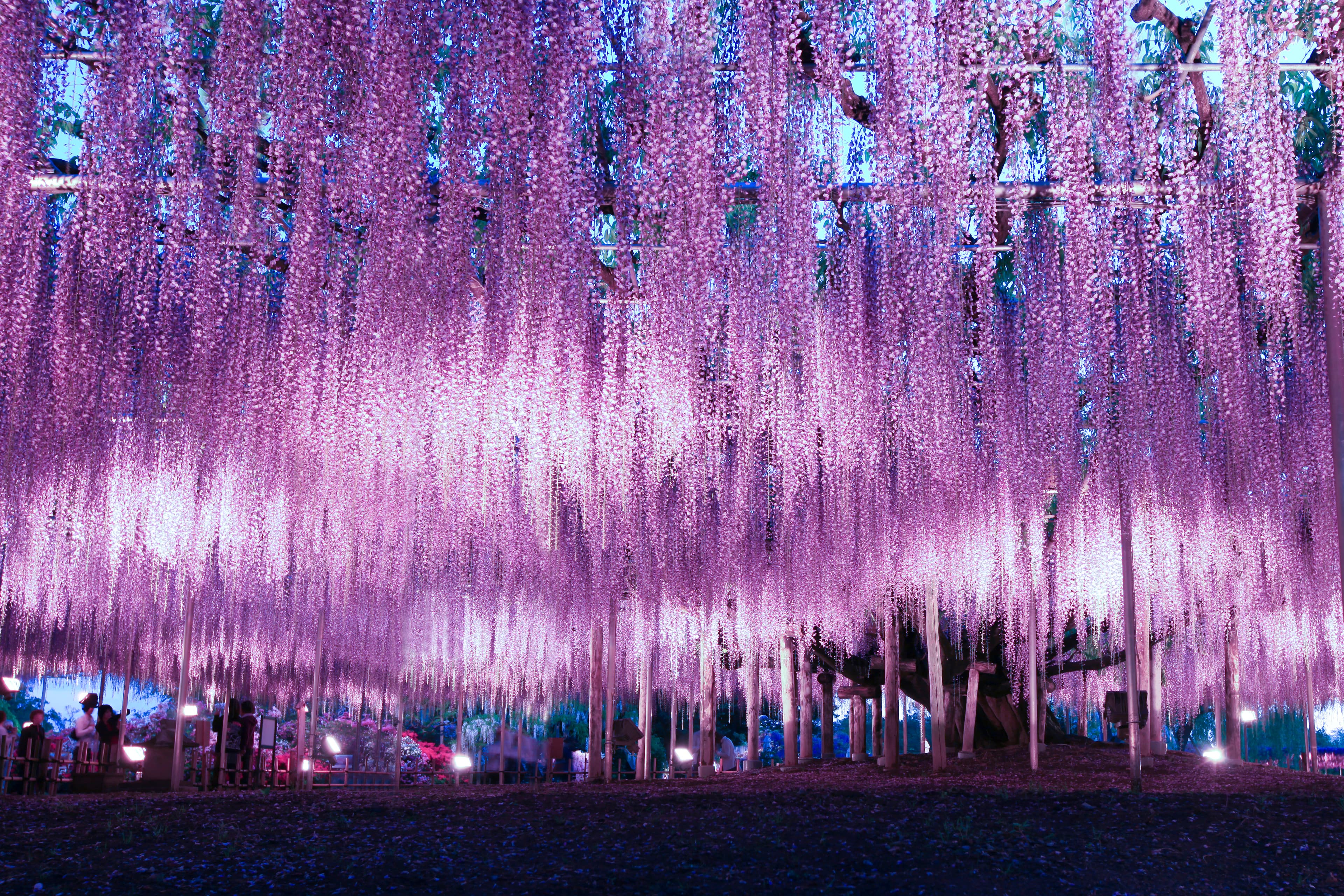 7D5N TOKYO の FLOWER BLOSSOM + 01 FREE DAY  (TOKYO/IBARAKI/GUNMA/MT. FUJI)