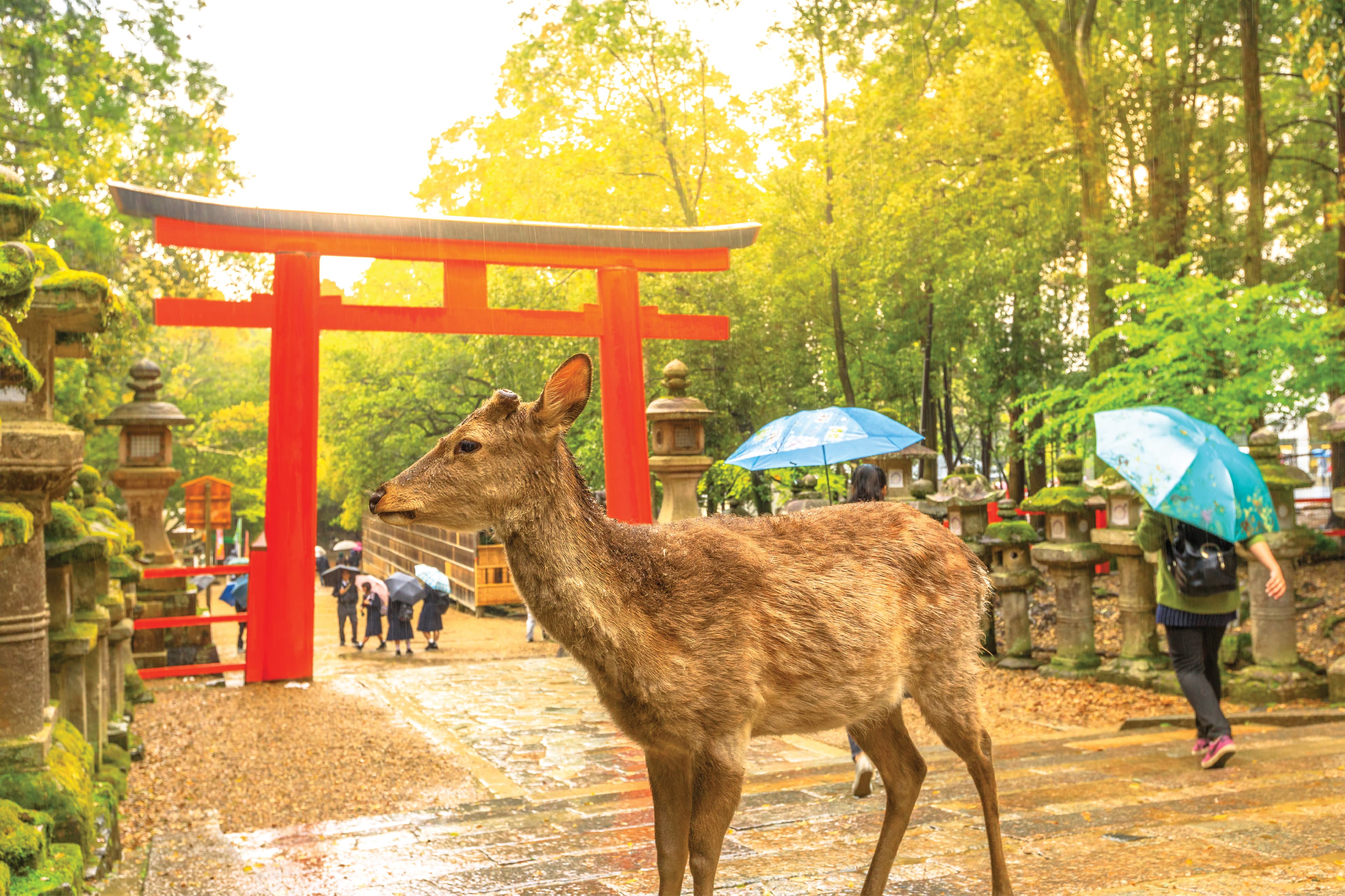 5D4N LEISURELY OSAKA / KYOTO / NARA + 1 DAY FREE & EASY