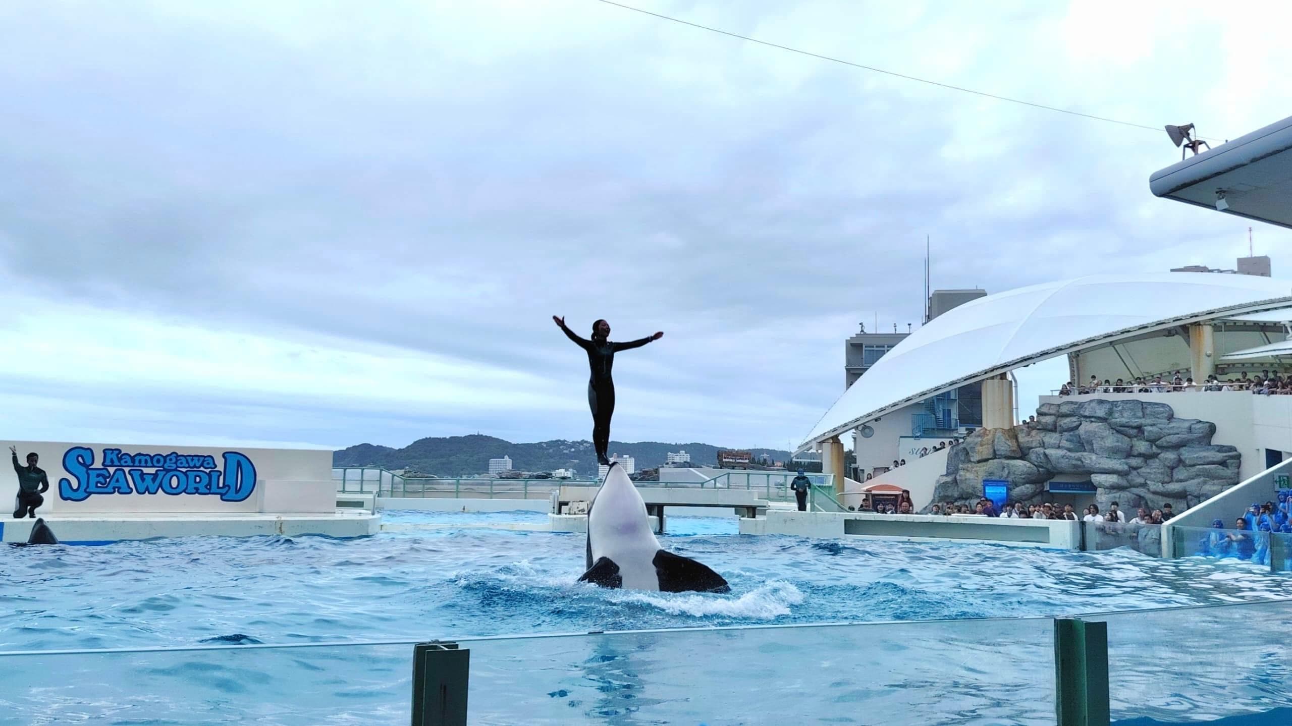 7D5N TOKYO/KAMAKURA/HAKONE/CHIBA + TOKYO DISNEYSEA + KAMOGAWA SEAWORLD + 1 FREE DAY