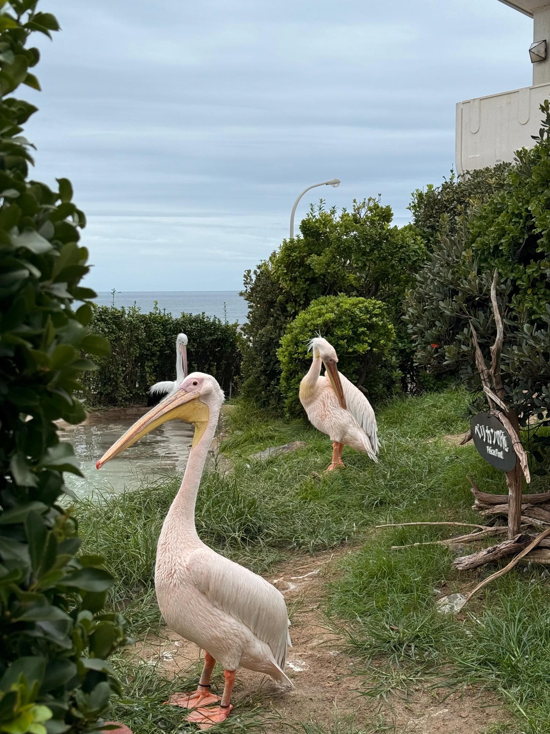 7D5N TOKYO/KAMAKURA/HAKONE/CHIBA + TOKYO DISNEYSEA + KAMOGAWA SEAWORLD + 1 FREE DAY