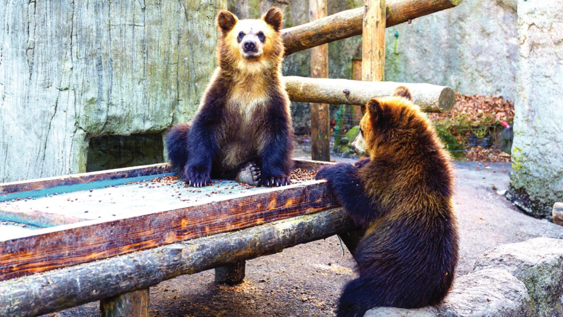 7D5N HOKKAIDO SPRING BLOSSOM ~
SHIBAZAKURA/TULIP/LILY OF THE VALLEY 