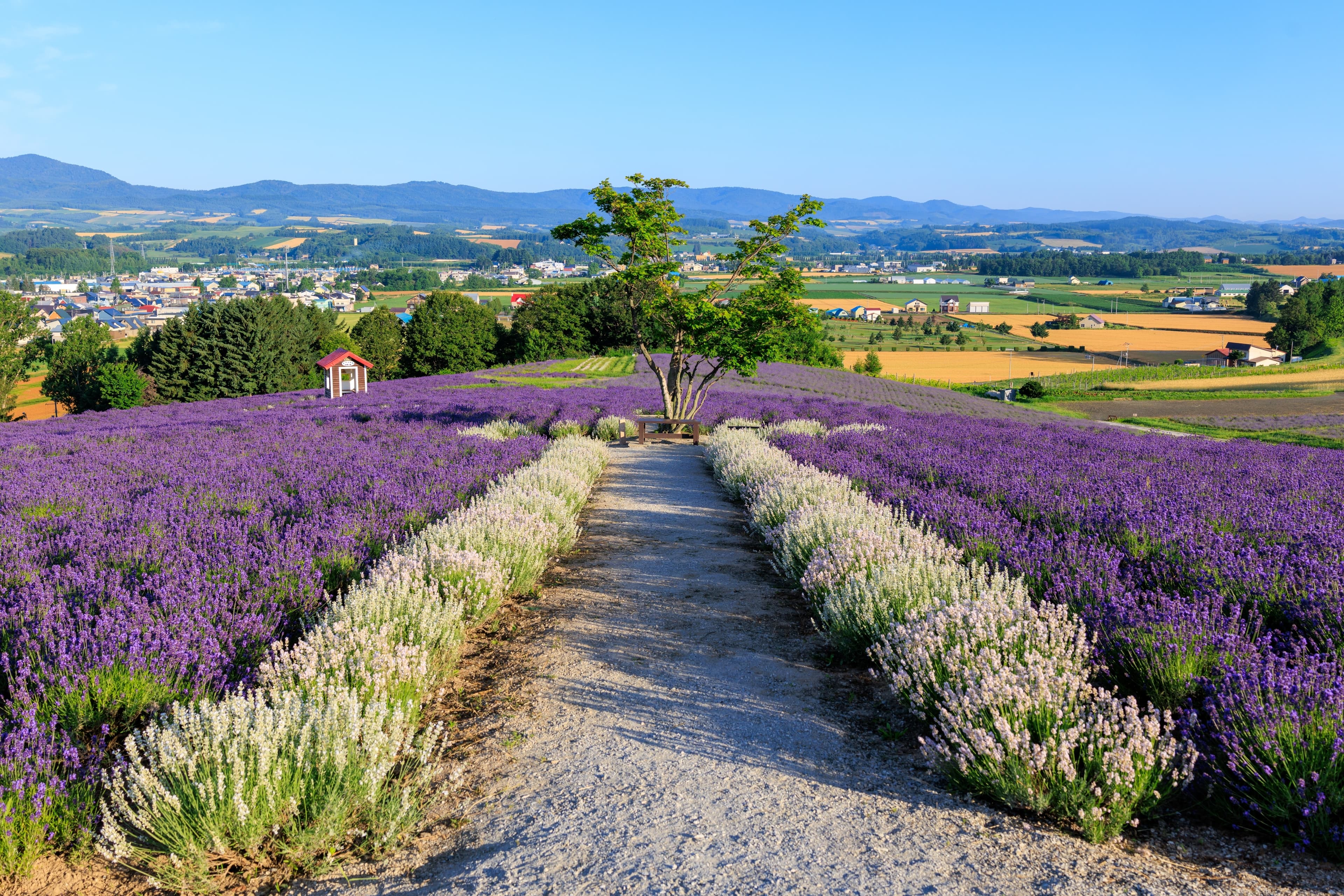 9D7N LAVENDER HOKKAIDO + SHANGHAI ( SAPPORO / ASAHIKAWA / BIEI / FURANO )