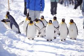 9D7N LAVENDER HOKKAIDO + SHANGHAI ( SAPPORO / ASAHIKAWA / BIEI / FURANO )