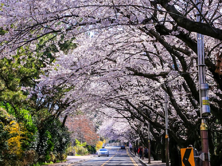 6D4N BUSAN+JINHAE SAKURA FESTIVAL (SEOUL-BUSAN BY KTX + BUSAN-SEOUL BY DOMESTIC FLIGHT)