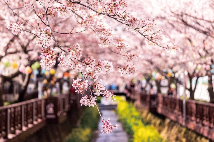 6D4N BUSAN+JINHAE SAKURA FESTIVAL (SEOUL-BUSAN BY KTX + BUSAN-SEOUL BY DOMESTIC FLIGHT)