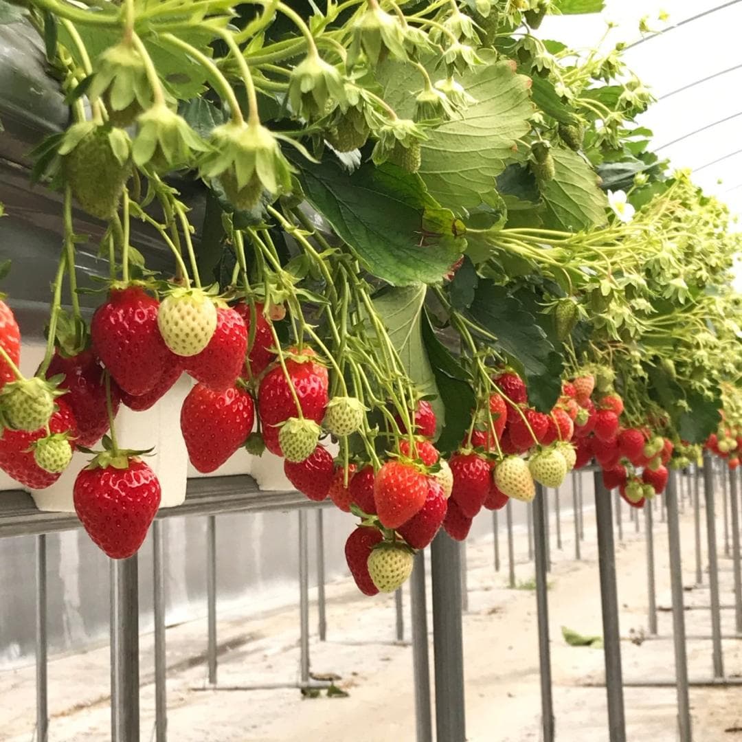 6D4N SEOUL/GYEONGGI-DO/INCHEON/GIMPO DMZ (SEASIDE RAILBIKE/FRUIT PICKING EXPERIENCE/DIY GOCHUJANG)