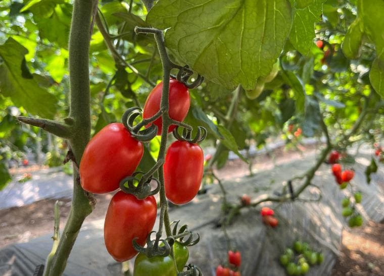 6D4N SEOUL/GYEONGGI-DO/INCHEON/GIMPO DMZ (SEASIDE RAILBIKE/FRUIT PICKING EXPERIENCE/DIY GOCHUJANG)