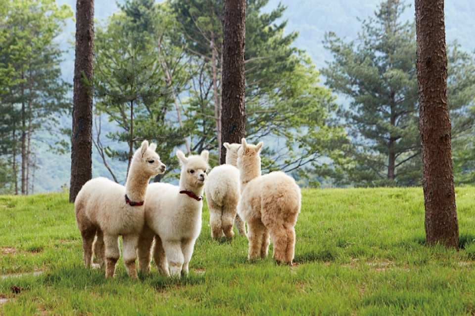 6D4N SEOUL/JEONJU/ALPACA WORLD (MT. MAISAN PROVINCIAL PARK/RED GINSENG FOOT BATH/JJIMJILBANG)