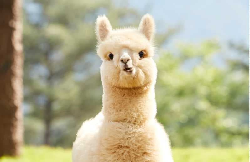 8D6N JEJU ISLAND / ALPACA WORLD / MT SORAK / EVERLAND / SEOUL
