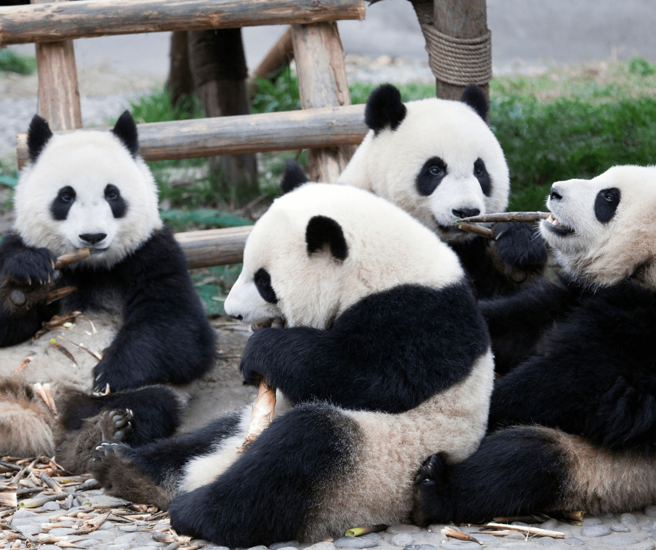 8D7N JIUZHAIGOU / CHENGDU / CHONGQING