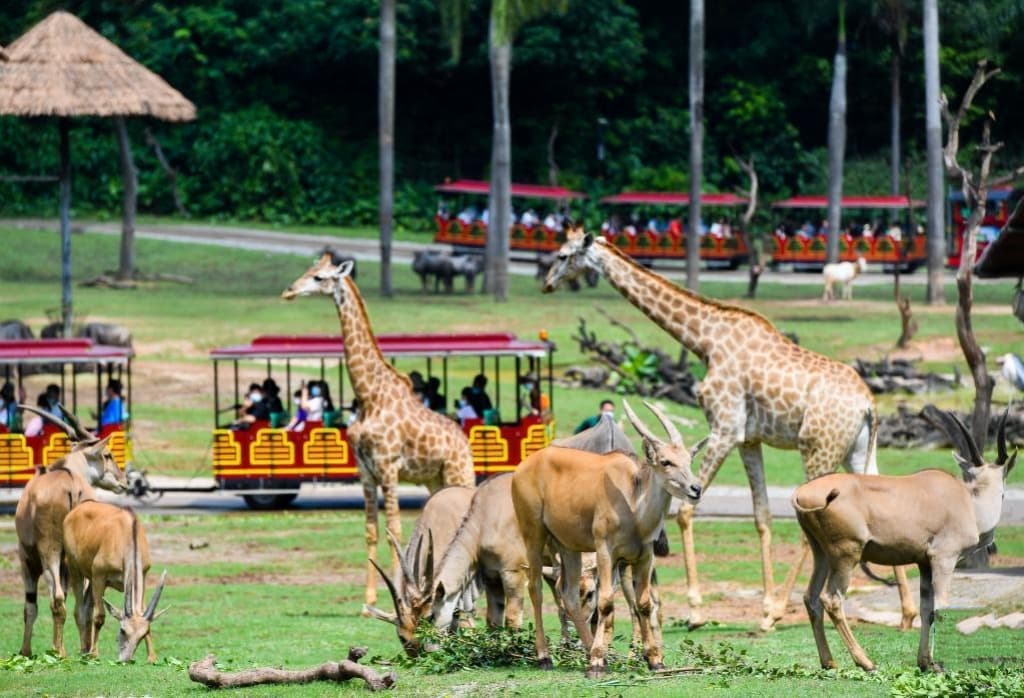 5D4N MACAO/ZHUHAI/PANYU/GUANGZHOU/SHUNDE/FOSHAN/ZHONGSHAN+(SAFARI PARK+ QIANGUQING)