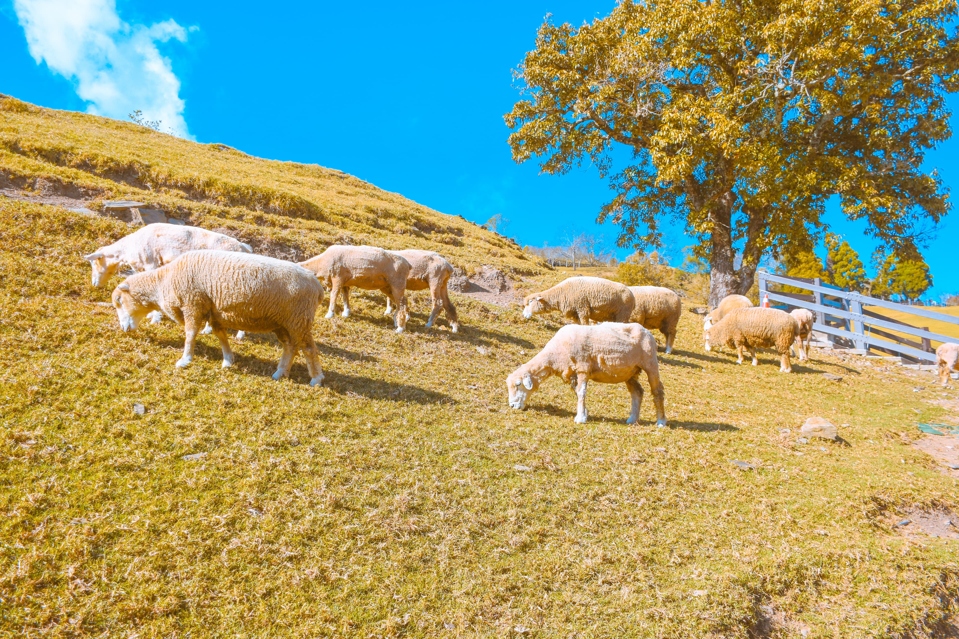 7D6N SOUTH-NORTH TRAVERSE-THE FLUFFY FARM ADVENTURE~ALISHAN/KAOHSIUNG/CHIAYI/NANTOU/TAICHUNG/TAIPEI