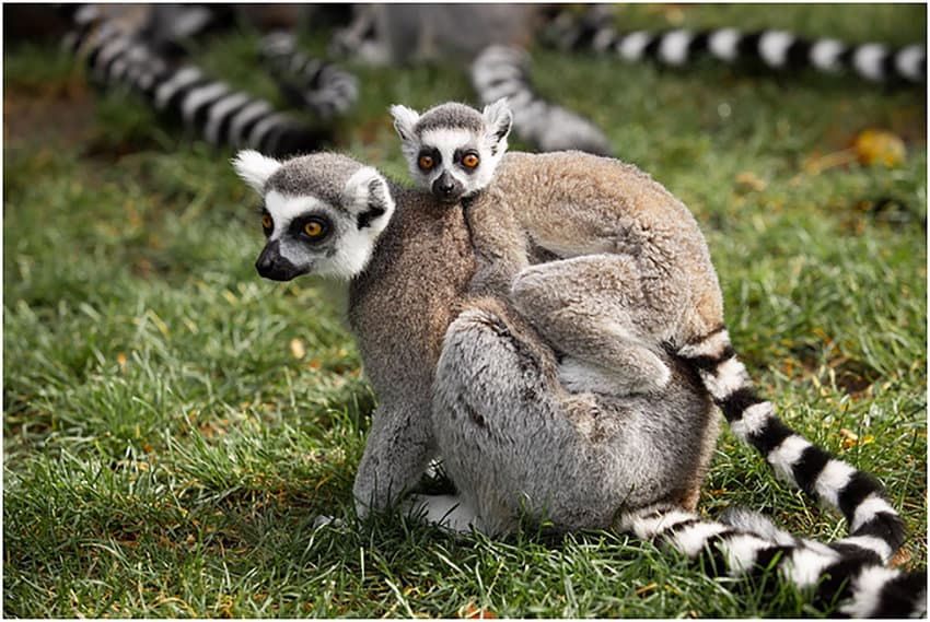 12D9N EXPERIENCE MADAGASCAR