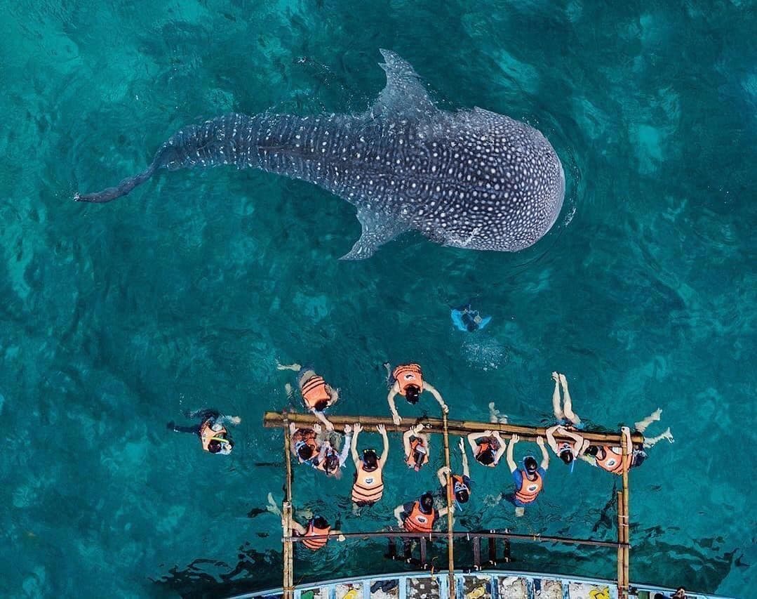 5D4N CEBU EXPERIENCE- OSLOB SWIM WITH WHALE SHARK & MOALBOAL SARDINE RUN + 1 FREE DAY