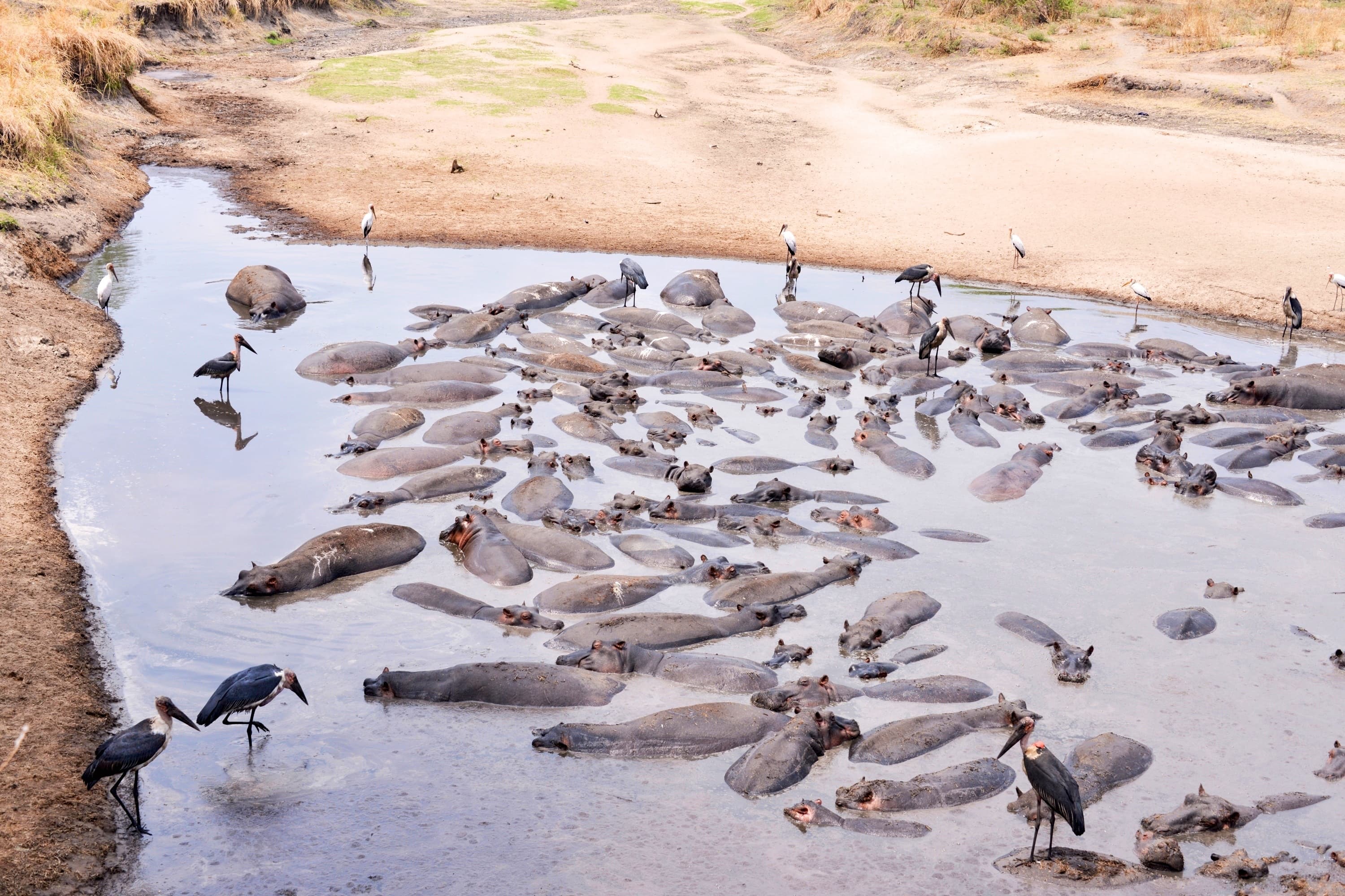 11D8N KENYA & TANZANIA – THE ULTIMATE AFICAN SAFARI 