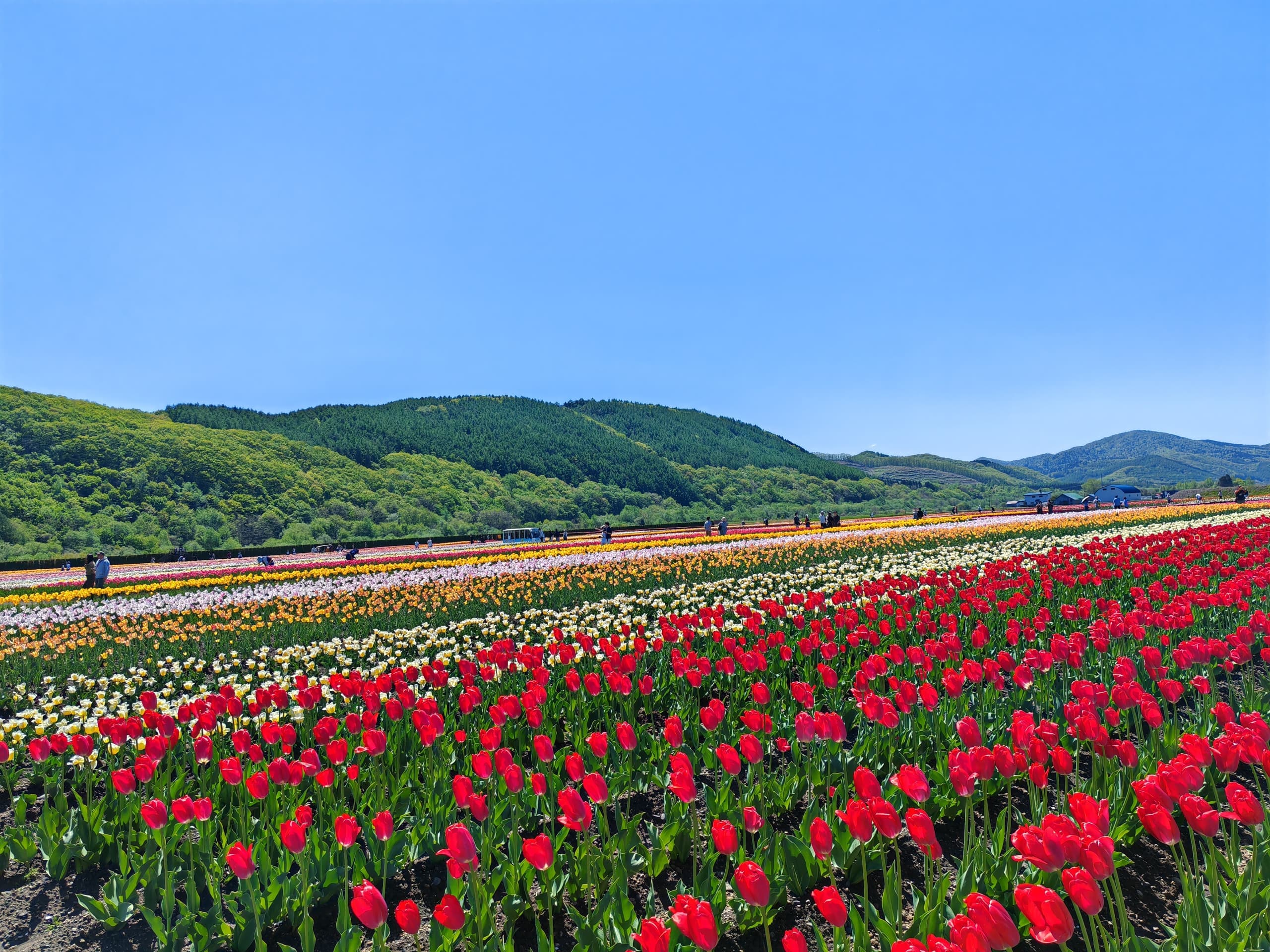 7D5N HOKKAIDO *LAVENDER SEASON* (NOBERIBETSU / LAKE TOYA / OTARU / FURANO / SAPPORO)