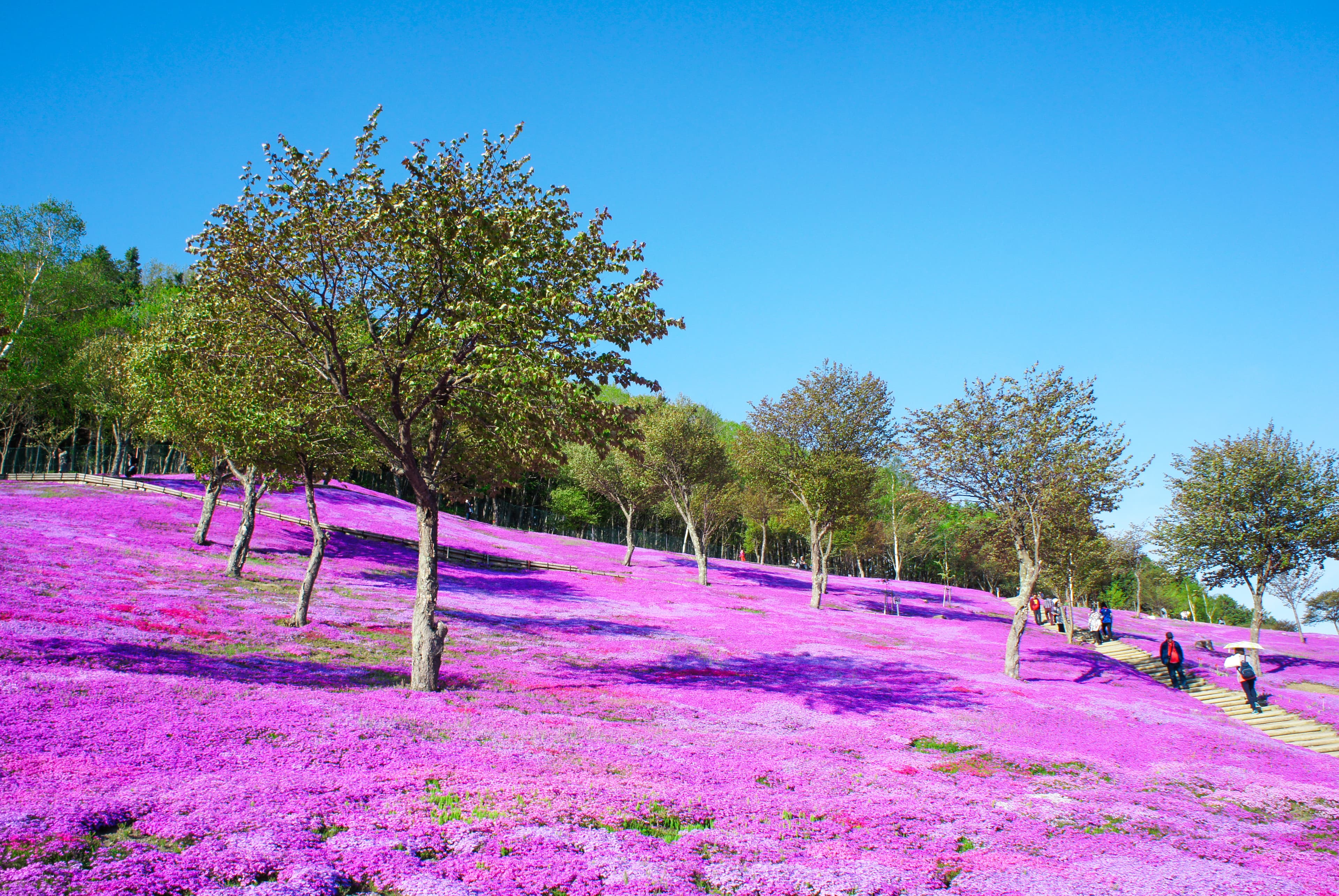 9D7N SHIBAZAKURA HOKKAIDO + SHANGHAI ( SAPPORO / ABASHIRI / MOMBETSU / OTARU / ASAHIKAWA )