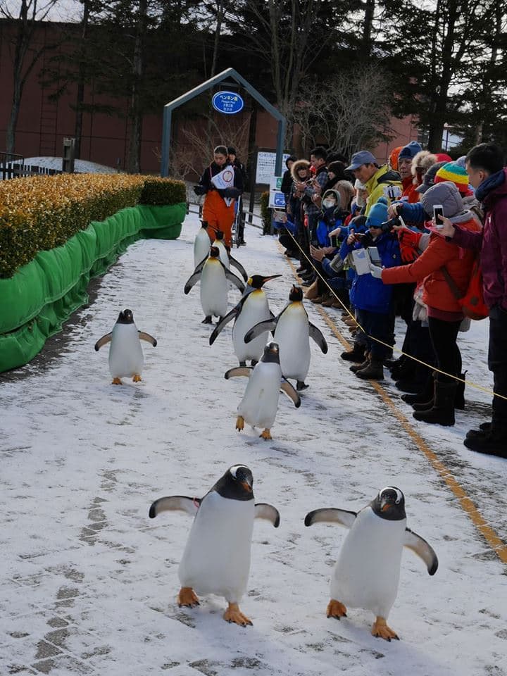7D5N HOKKAIDO + HAKODATE（NOBORIBETSU / LAKE TOYA / HAKODATE / OTARU / SAPPORO)