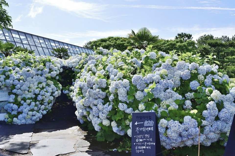 8D6N SEOUL/ JEJU ISLAND + UDO ISLAND