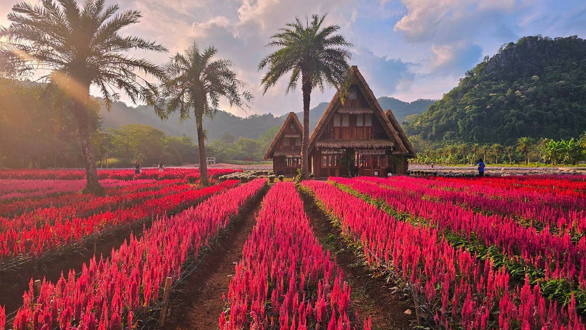 5D4N BANGKOK / AYUTTHAYA / KHAO YAI（SUNFLOWER SEASON）