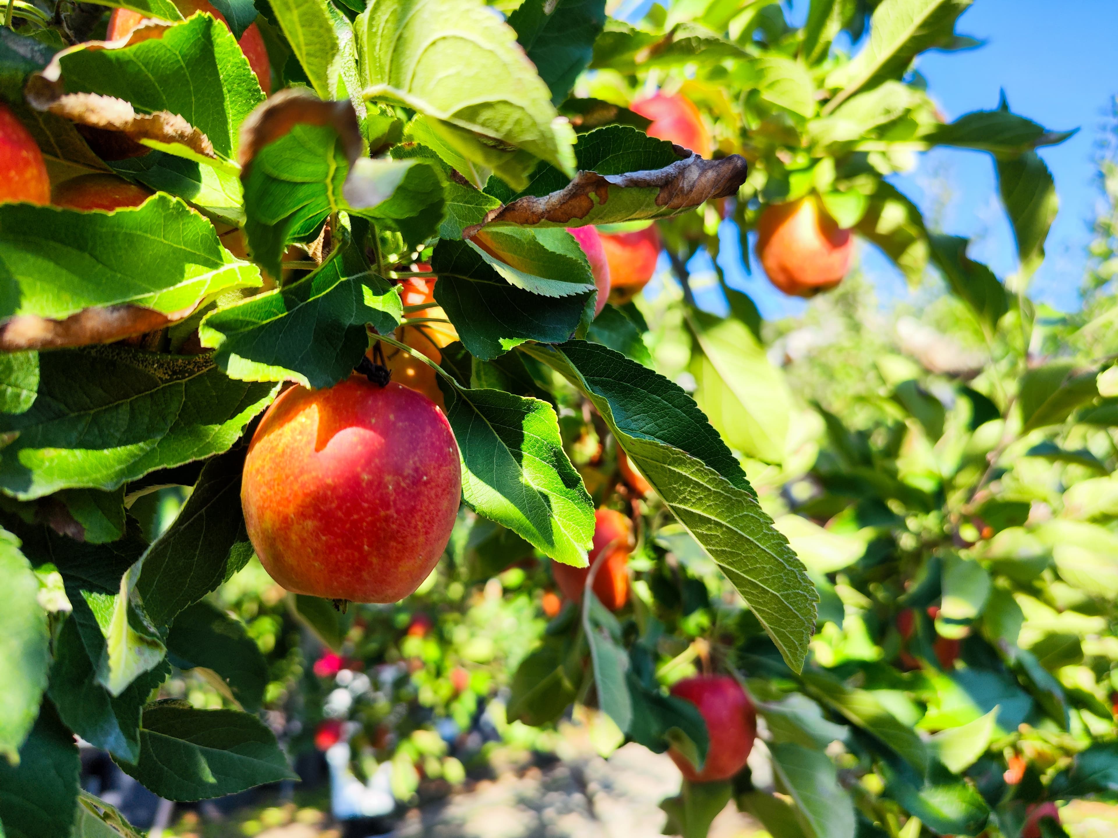 8D6N QINGDAO/YANTAI/PENGLAI/WEIFANG/ZIBO/ZHANGQIU