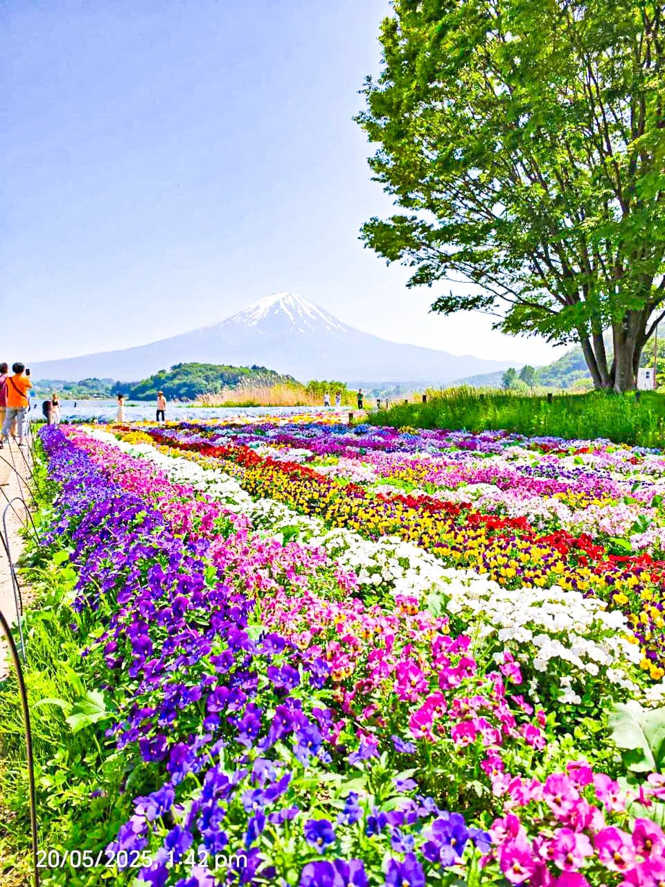 6D4N TOKYO & MT. FUJI CLASSIC TOUR