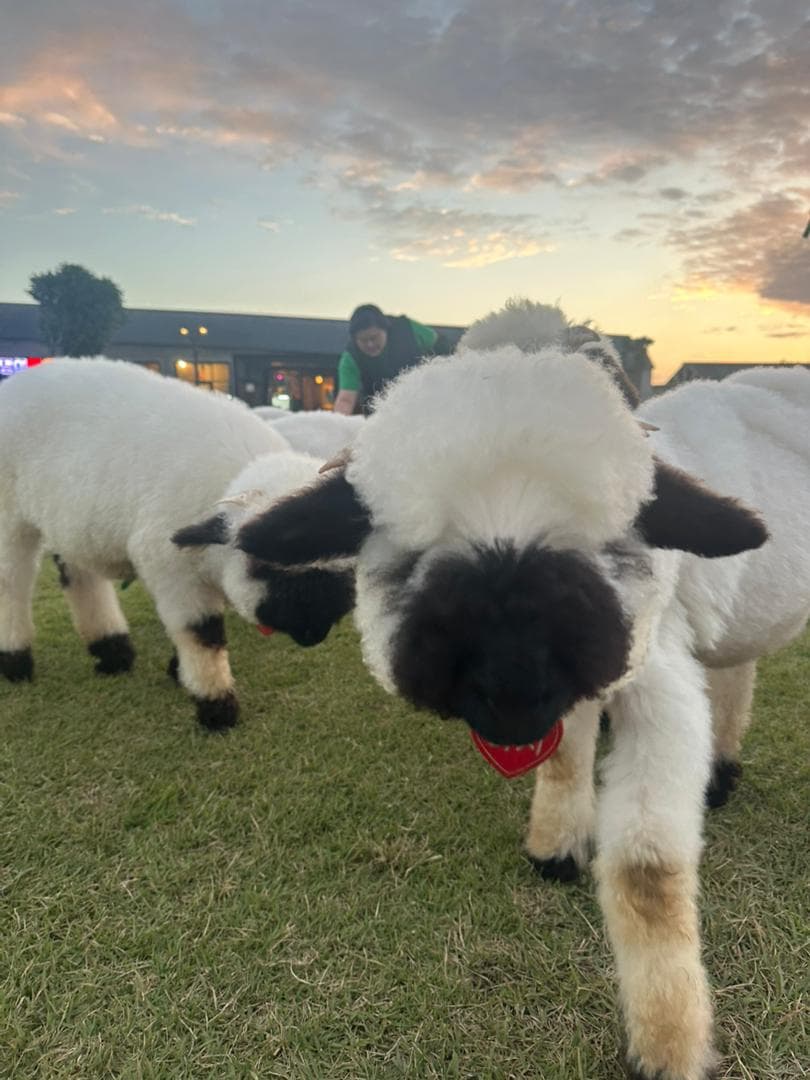 6D4N BUSAN + JEJU ISLAND (2 WAYS DOMESTIC FLIGHT) 